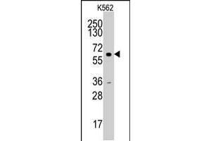 Western blot analysis of CCNA2 polyclonal antibody  in HL-60 cell line lysates (35 ug/lane). (Cyclin A 抗体  (N-Term))