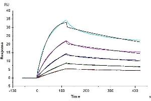 Human LAIR2, His Tag captured on CM5 Chip via Anti-His Antibody can bind Native Human Collagen I protein with an affinity constant of 0.