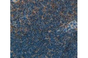 IHC-P analysis of Mouse Tissue, with DAB staining. (LAT 抗体  (AA 30-237))