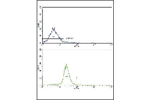 Flow cytometric analysis of WiDr cells using ARPC1A Antibody (C-term)(bottom histogram) compared to a negative control cell (top histogram).