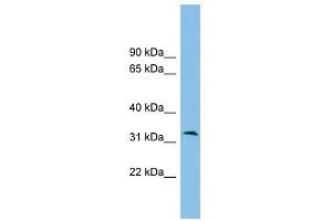 ZPBP2 antibody used at 1 ug/ml to detect target protein. (ZPBP2 抗体  (Middle Region))
