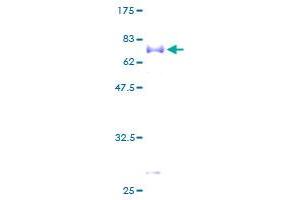 FCER2 Protein (AA 1-321) (GST tag)