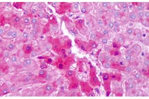 Anti-Hemopexin antibody IHC staining of human liver, hepatocytes. (Hemopexin 抗体)