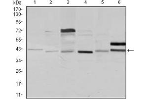 Western blot analysis using NCK1 antibody against Jurkat (1), HeLa (2), HEK293 (3), A431 (4), K562 (5), and COS7 (6) cell lysate. (NCK1 抗体)