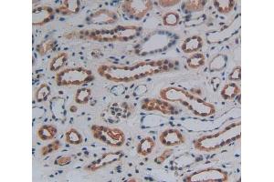 Used in DAB staining on fromalin fixed paraffin- embedded kidney tissue (WNT10B 抗体  (AA 30-322))