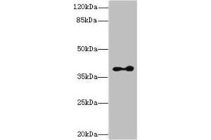 Western blot All lanes: CLVS2 antibody at 16 μg/mL + Mouse brain tissue Secondary Goat polyclonal to rabbit IgG at 1/10000 dilution Predicted band size: 38, 22 kDa Observed band size: 38 kDa (CLVS2 抗体  (AA 1-327))