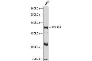 Western Blotting (WB) image for anti-Polymerase (RNA) III (DNA Directed) Polypeptide A, 155kDa (POLR3A) (AA 1-200) antibody (ABIN6145936)