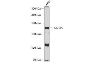 Western blot analysis of extracts of 293T cells, using POLR3A antibody (ABIN6132942, ABIN6145936, ABIN6145937 and ABIN6214957) at 1:1000 dilution. (POLR3A 抗体  (AA 1-200))