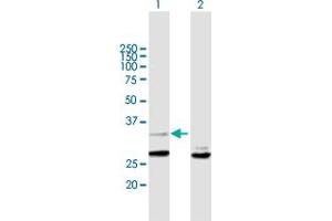 Western Blot analysis of YWHAZ expression in transfected 293T cell line by YWHAZ MaxPab polyclonal antibody. (14-3-3 zeta 抗体  (AA 1-245))