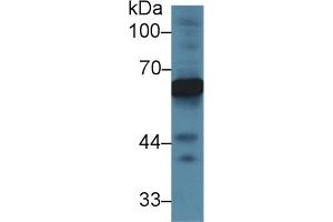 Western Blotting (WB) image for anti-alpha-Fetoprotein (AFP) (AA 409-611) antibody (ABIN7429544)