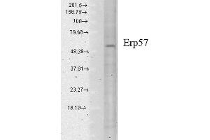 Western Blot analysis of Human cell lysates showing detection of Erp57 protein using Mouse Anti-Erp57 Monoclonal Antibody, Clone Map. (PDIA3 抗体  (Biotin))