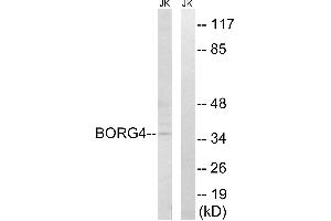 Western blot analysis of extracts from Jurkat cells, using BORG4 antibody. (CDC42EP4 抗体)