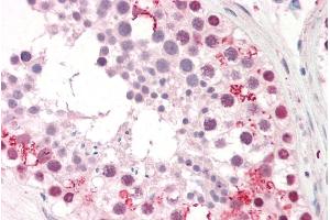 ABIN185369 (10µg/ml) staining of paraffin embedded Human Testis. (PUM2 抗体  (Internal Region))