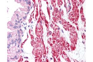 Anti-Beta Actin antibody IHC of human prostate. (beta Actin 抗体  (C-Term))