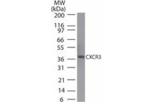 Image no. 1 for anti-Chemokine (C-X-C Motif) Receptor 3 (CXCR3) (AA 290-303) antibody (ABIN960122) (CXCR3 抗体  (AA 290-303))
