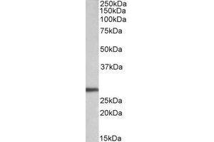 AP23228PU-N ARTN antibody staining of HEK293 lysate at 0. (ARTN 抗体  (Internal Region))
