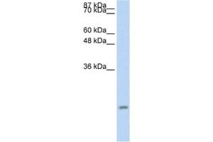Western Blotting (WB) image for anti-Chemokine (C-C Motif) Ligand 13 (CCL13) antibody (ABIN2463694) (CCL13 抗体)