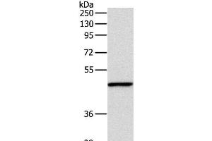 Western Blot analysis of Mouse fat tissue using INHBA Polyclonal Antibody at dilution of 1:1000 (INHBA 抗体)