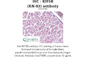 Image no. 2 for anti-Kinesin Family Member 5B (KIF5B) antibody (ABIN1724174)