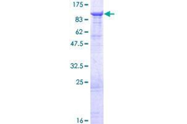 DHX58 Protein (AA 1-678) (GST tag)