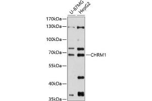 Western blot analysis of extracts of various cell lines, using CHRM1 antibody (ABIN6134285, ABIN6138562, ABIN6138564 and ABIN6215932) at 1:1000 dilution. (CHRM1 抗体  (C-Term))