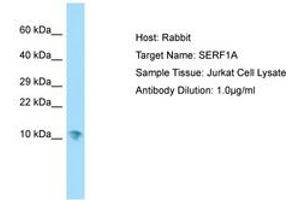 Image no. 1 for anti-Small EDRK-Rich Factor 1A (Telomeric) (SERF1A) (AA 11-60) antibody (ABIN6750136) (SERF1A 抗体  (AA 11-60))