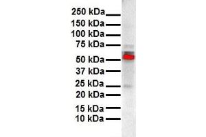 WB Suggested Anti-ESR2 antibody Titration: 1 ug/mL Sample Type: Human liver (ESR2 抗体  (N-Term))