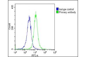 Overlay histogram showing Hela cells stained with (green line). (IL1RAP 抗体  (AA 279-313))