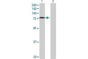 Western Blot analysis of FBLN1 expression in transfected 293T cell line by FBLN1 MaxPab polyclonal antibody. (Fibulin 1 抗体  (AA 1-683))