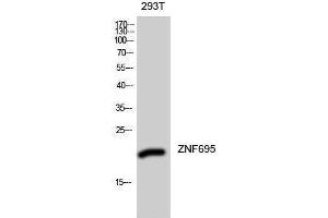 Western Blotting (WB) image for anti-Zinc Finger Protein 695 (ZNF695) (Internal Region) antibody (ABIN3187566) (ZNF695 抗体  (Internal Region))