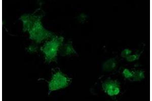 Anti-MGRN1 mouse monoclonal antibody (ABIN2454428) immunofluorescent staining of COS7 cells transiently transfected by pCMV6-ENTRY MGRN1 (RC208284). (Mahogunin RING Finger Protein 1 抗体)