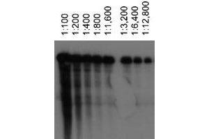 Western blot analysis of ABCA1 using ABCA1 monoclonal antibody, clone 3A1.