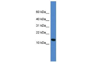WB Suggested Anti-UFM1 Antibody Titration: 0. (UFM1 抗体  (Middle Region))