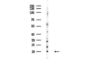anti-Ribosomal Protein L26-Like 1 (RPL26L1) (C-Term) antibody