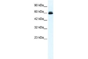 Western Blotting (WB) image for anti-Potassium Voltage-Gated Channel, Subfamily H (Eag-Related), Member 5 (KCNH5) antibody (ABIN633694)