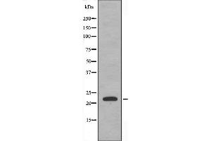 Western blot analysis of extracts from RAW264. (CEBPG 抗体  (Internal Region))