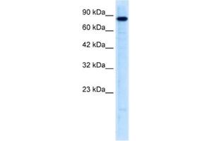 Western Blotting (WB) image for anti-Ubiquitin-Like with PHD and Ring Finger Domains 2, E3 Ubiquitin Protein Ligase (UHRF2) antibody (ABIN2461046) (UHRF2 抗体)