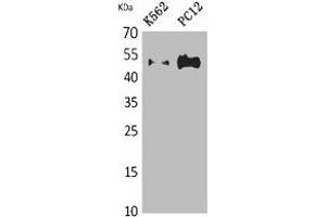 Western Blot analysis of K562, PC12 cells using Tubulin α Polyclonal Antibody. (TUBA1A/TUBA1B/TUBA1C/TUBA3C/TUBA4A 抗体)