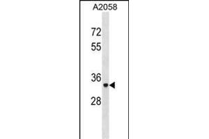 ACP5 Antibody (N-term) (ABIN1881042 and ABIN2838928) western blot analysis in  cell line lysates (35 μg/lane). (ACP5 抗体  (N-Term))