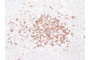 Immunohistochemistry (IHC) image for anti-Stomatin (STOM) (AA 238-288) antibody (ABIN7455033) (Stomatin 抗体  (AA 238-288))