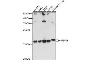 Western blot analysis of extracts of various cell lines, using PFDN4 antibody (ABIN7269508) at 1:1000 dilution. (PFDN4 抗体  (AA 1-134))