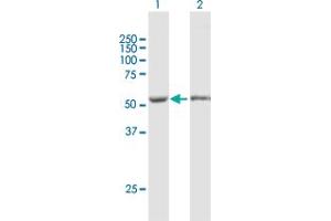 Western Blot analysis of FKBP5 expression in transfected 293T cell line by FKBP5 MaxPab polyclonal antibody. (FKBP5 抗体  (AA 1-457))