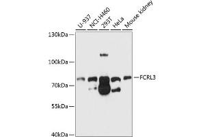 Western blot analysis of extracts of various cell lines, using FCRL3 antibody (ABIN6132038, ABIN6140560, ABIN6140562 and ABIN6214711) at 1:1000 dilution. (FCRL3 抗体  (AA 18-180))