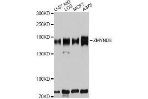 Western blot analysis of extracts of various cell lines, using ZMYND8 antibody. (ZMYND8 抗体  (AA 959-1188))
