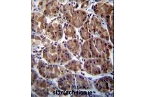 SOCS4 Antibody (Center) (ABIN655792 and ABIN2845222) immunohistochemistry analysis in formalin fixed and paraffin embedded human stomach tissue followed by peroxidase conjugation of the secondary antibody and DAB staining. (SOCS4 抗体  (AA 227-254))