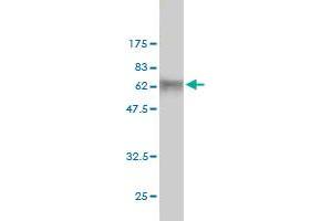 Western Blot detection against Immunogen (55. (DCAF8 抗体  (AA 1-273))