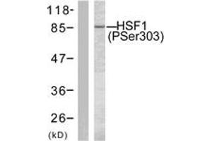 Western blot analysis of extracts from MCF7 cells treated with TNF-alpha 20ng/ml 30', using HSF1 (Phospho-Ser303) Antibody. (HSF1 抗体  (pSer303))