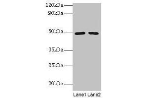 Western blot All lanes: DDX39B antibody at 2 μg/mL Lane 1: EC109 whole cell lysate Lane 2: 293T whole cell lysate Secondary Goat polyclonal to rabbit IgG at 1/15000 dilution Predicted band size: 49, 51 kDa Observed band size: 49 kDa (DDX39B 抗体  (AA 2-251))