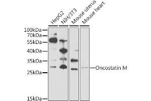 Western blot analysis of extracts of various cell lines, using Oncostatin M Antibody (ABIN6128404, ABIN6145072, ABIN6145073 and ABIN6221768) at 1:1000 dilution. (Oncostatin M 抗体  (AA 26-252))
