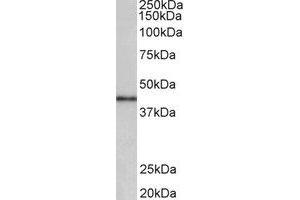 Western Blotting (WB) image for anti-Cyclin D-Type Binding-Protein 1 (CCNDBP1) (Internal Region) antibody (ABIN2465051) (CCNDBP1 抗体  (Internal Region))